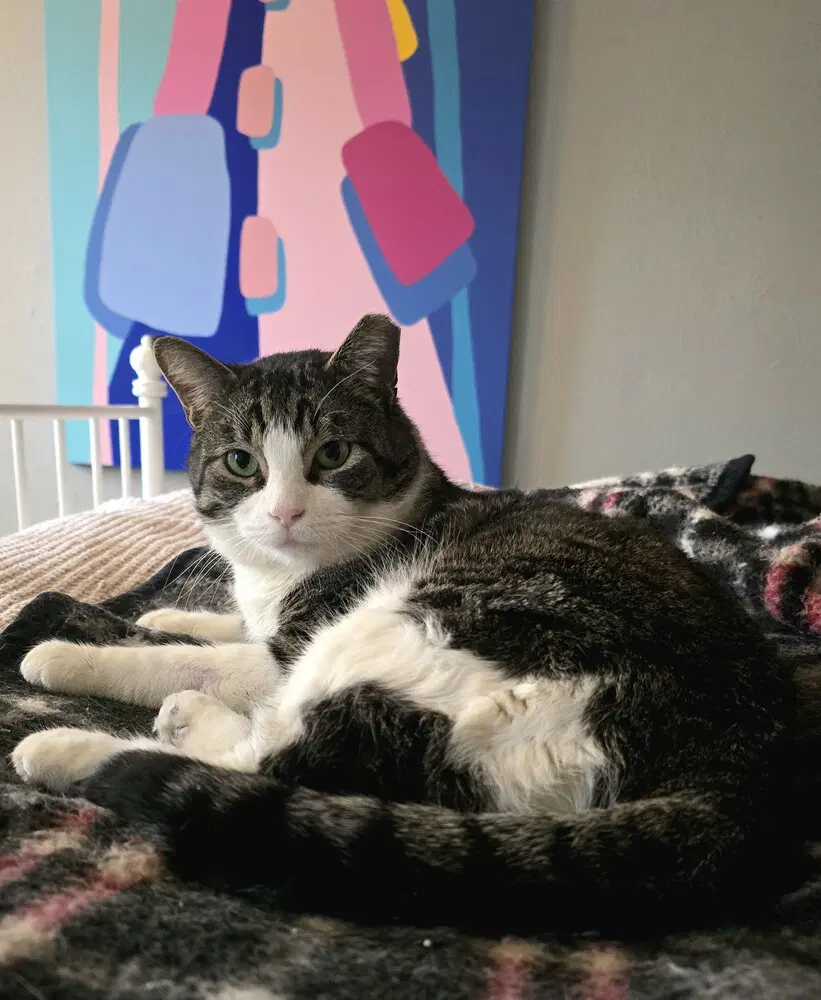 Truck - Domestic Short Hair