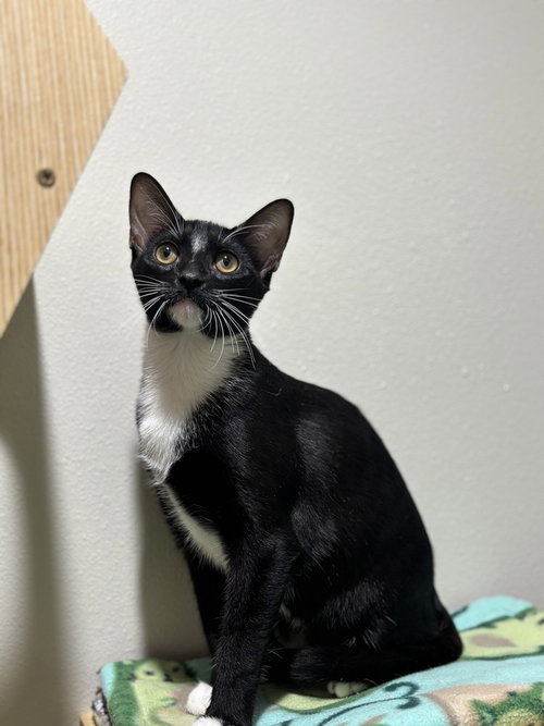 Captain America, a cat for adoption from A Voice for All Paws, Inc.