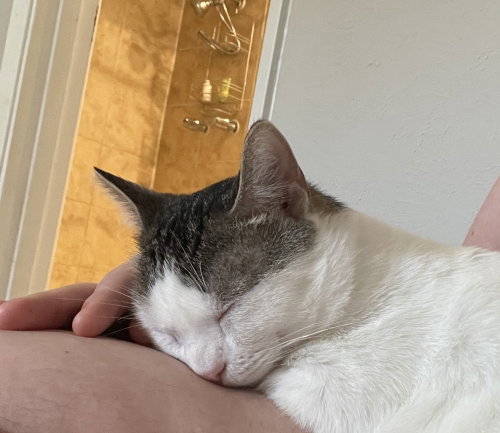 Comet M, an adoptable Domestic Short Hair in Dallas, TX
