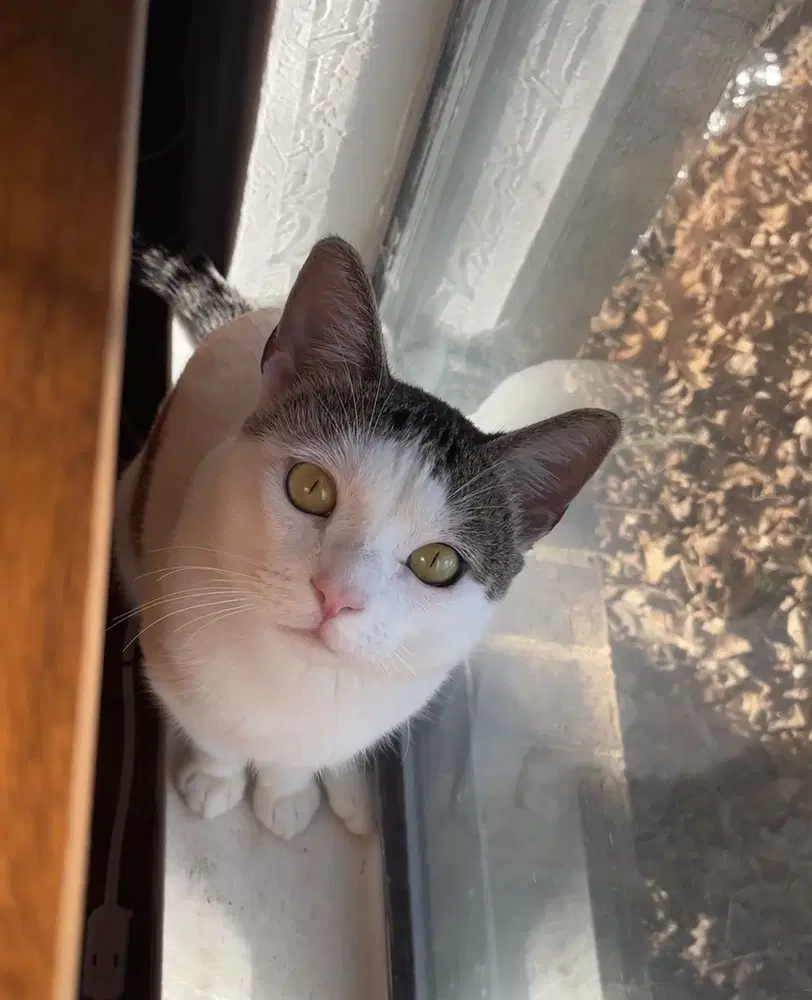 Comet M - Domestic Short Hair
