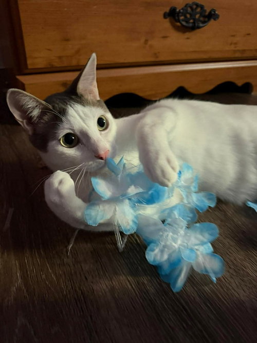 Apollo M, a cat for adoption from A Voice for All Paws, Inc.