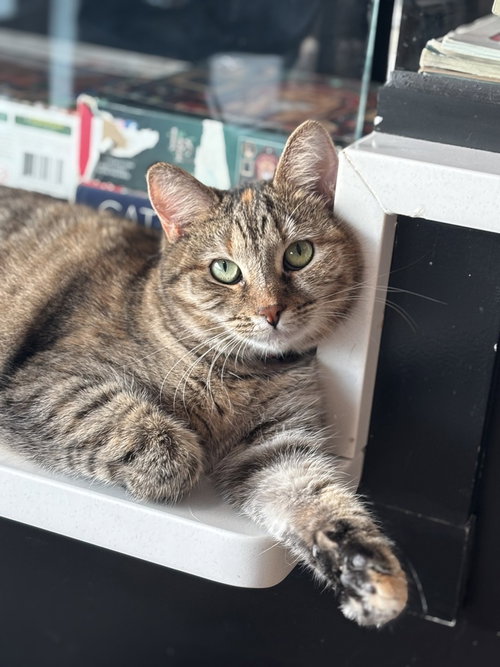 Malia, an adoptable Domestic Short Hair in Dallas, TX