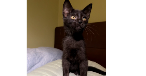 Chimuelo, a cat for adoption from A Voice for All Paws, Inc.