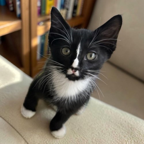 Natasha, a cat for adoption from A Voice for All Paws, Inc.