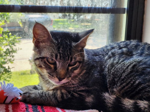 Photo 3 of Jinx