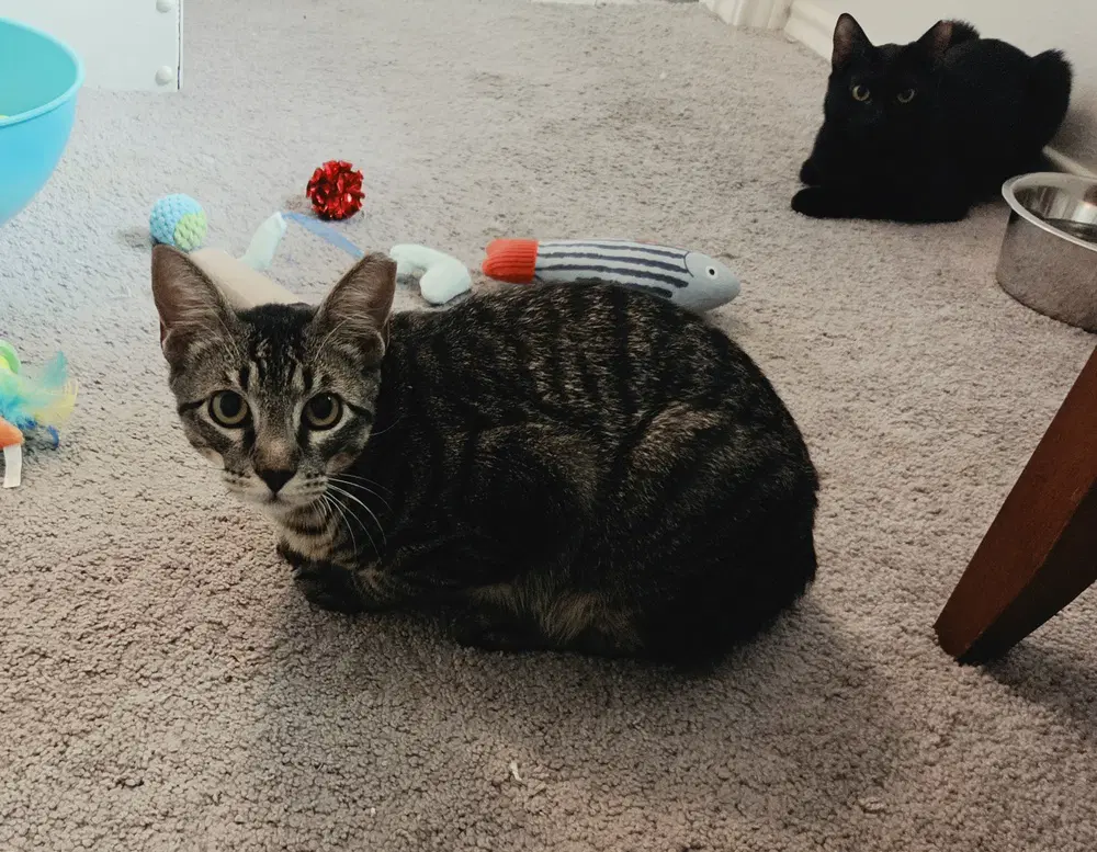 Jinx image 4