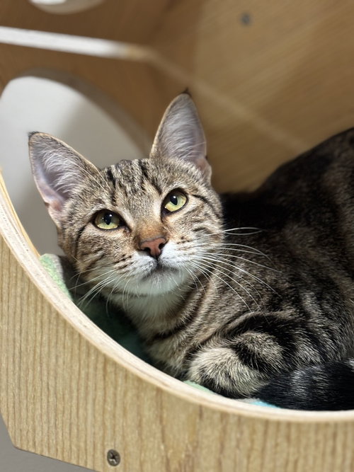 Suki, an adoptable Domestic Short Hair in Dallas, TX