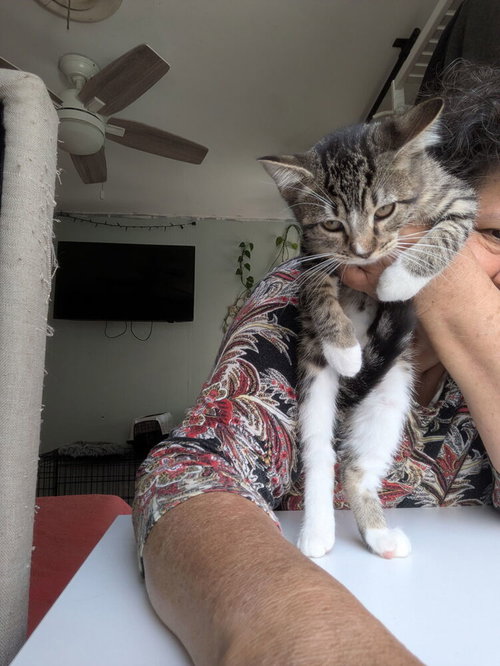 Birkenstock, a cat for adoption from A Voice for All Paws, Inc.