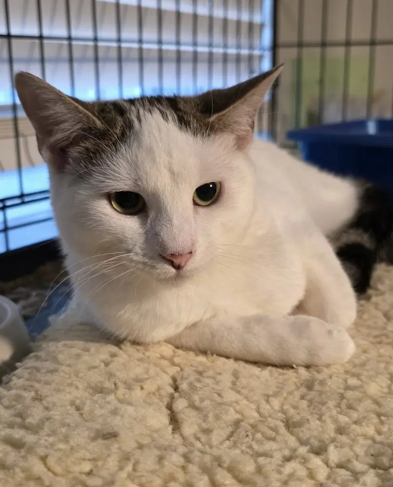Emberly - Domestic Short Hair