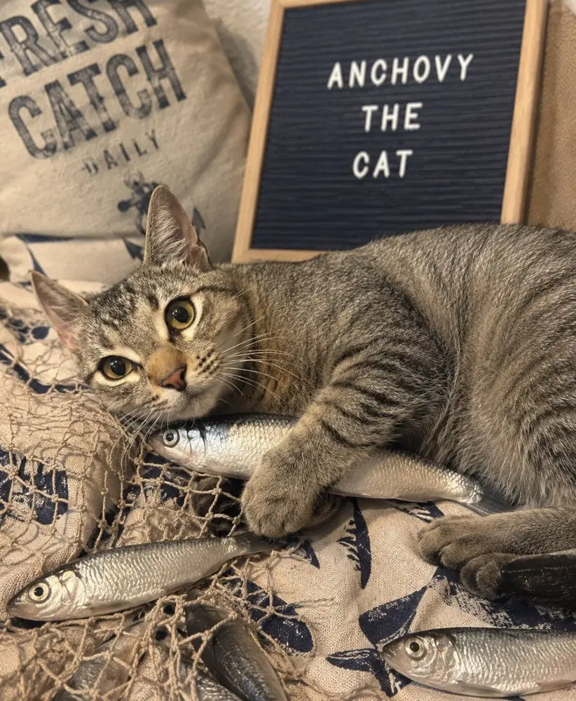 Anchovy - Domestic Short Hair