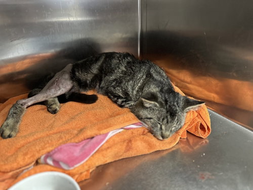 Trooper photo 3