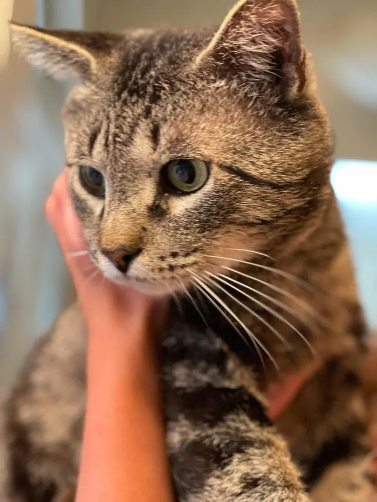 Trooper - Domestic Short Hair