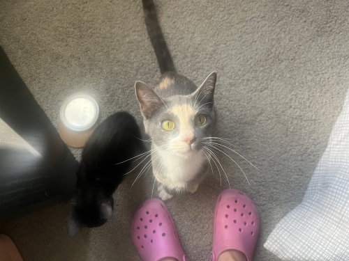 Mochi-Minx photo 4