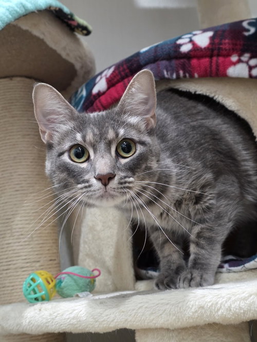 Zara, a cat for adoption from A Voice for All Paws, Inc.