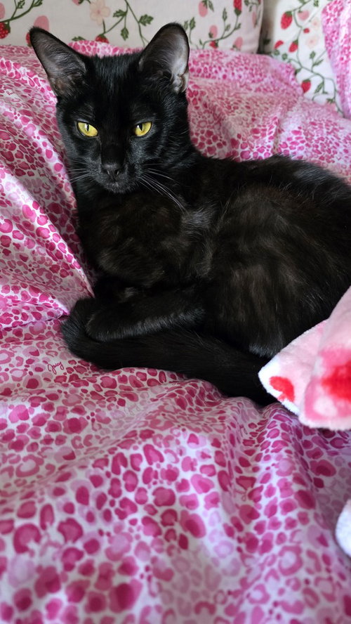 Choco Nano photo 3