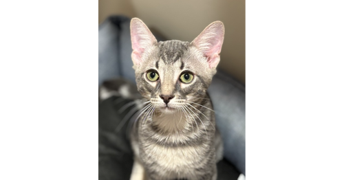 Theodore photo 4