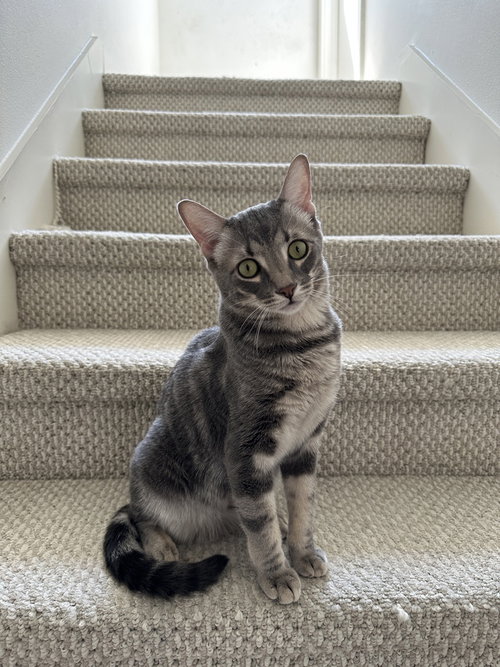 Theodore, a cat for adoption from A Voice for All Paws, Inc.