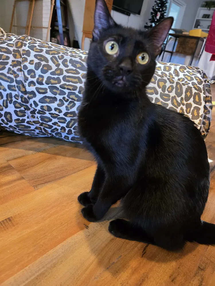 Abaracabra Abbi - Domestic Short Hair