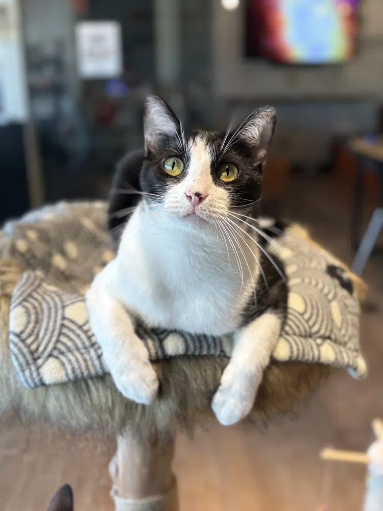 Tom Mg - Domestic Short Hair
