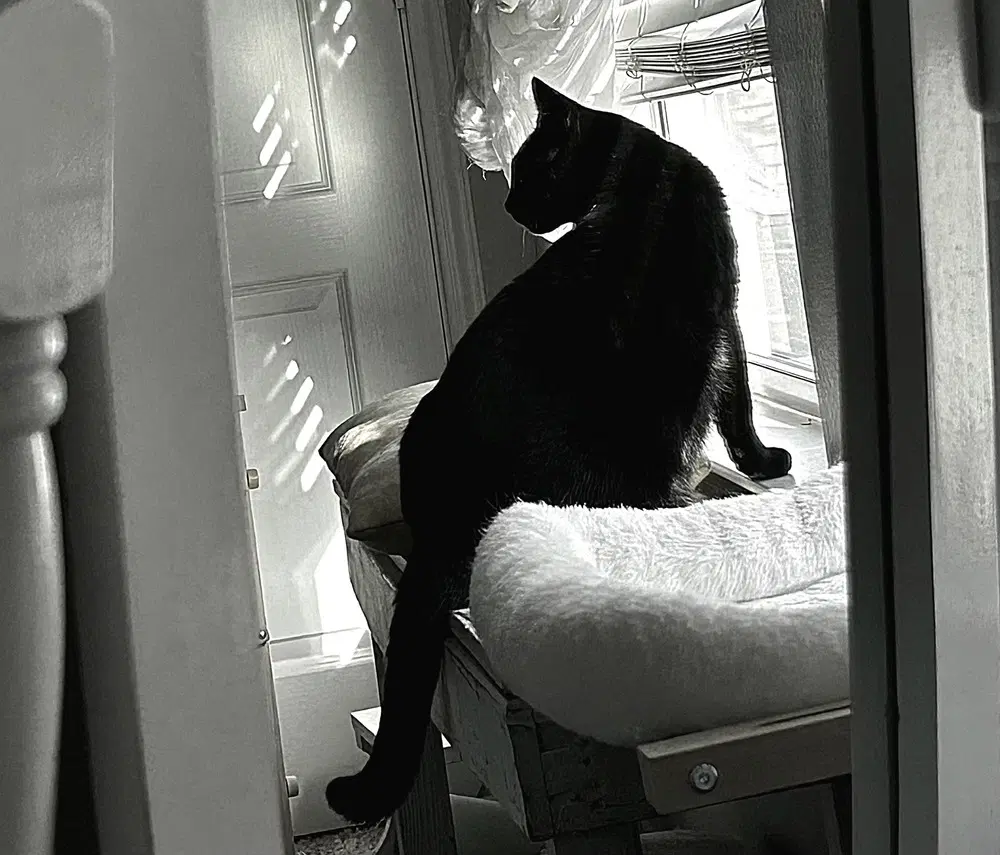 Reacher - Domestic Short Hair