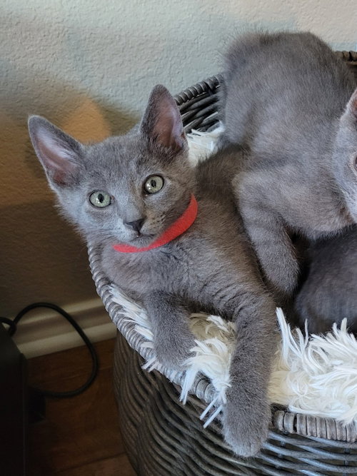 Dusty photo 4