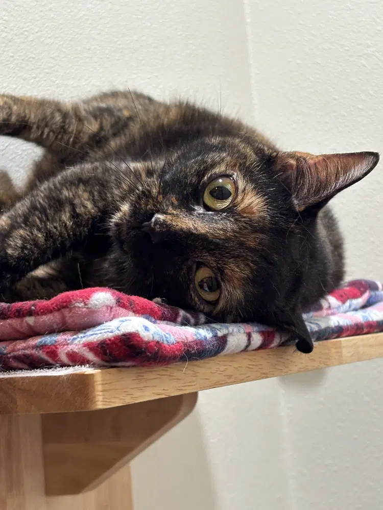 Baby Gworl - Domestic Short Hair