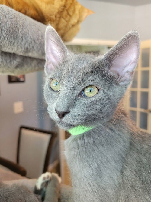 Asher