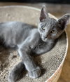Ricochet - Photo 1