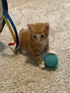 Blaze CC 5 - Photo 3