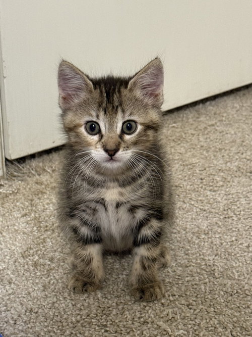 JUNIPER CC 3 - Domestic Short Hair / Domestic Short Hair available for adoption