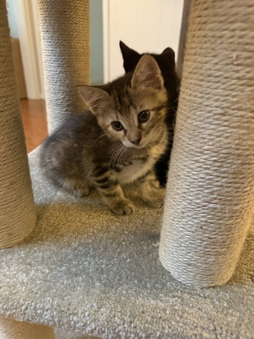 JUNIPER CC 3 - Domestic Short Hair / Domestic Short Hair available for adoption