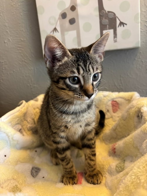 Minnie, a cat for adoption from A Voice for All Paws, Inc.