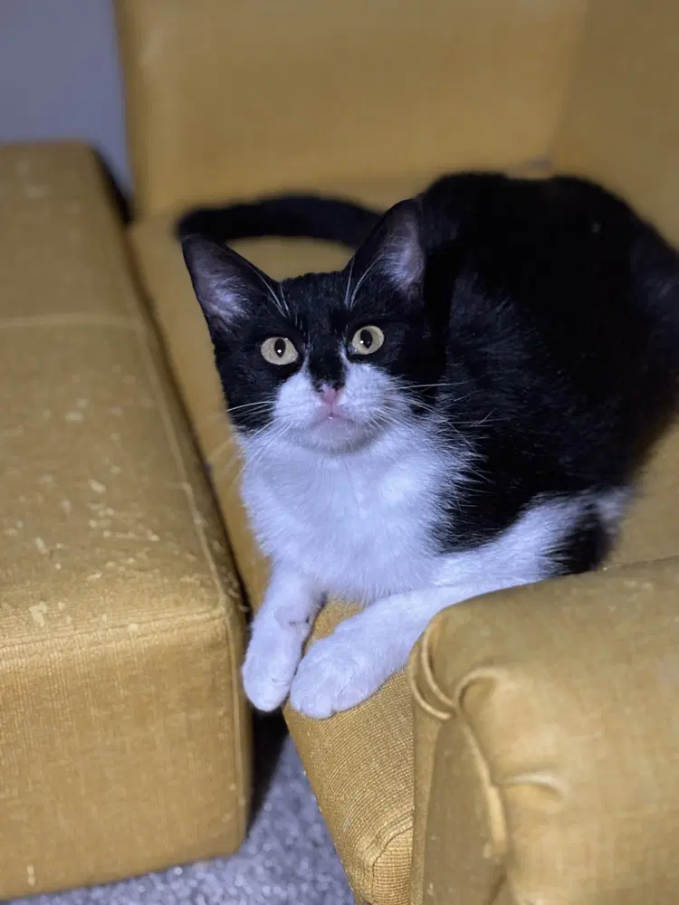 Cookie Deville - Domestic Short Hair