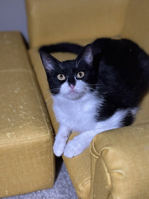 Cookie Deville, a cat for adoption from A Voice for All Paws, Inc.
