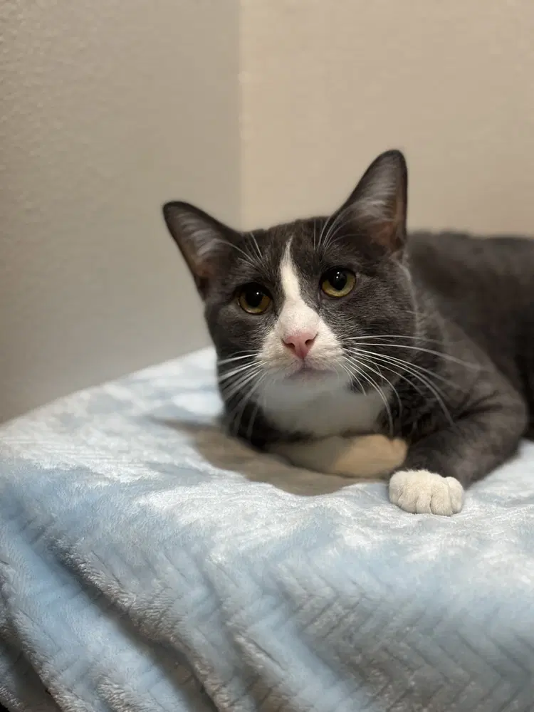Colby Jack - Domestic Short Hair