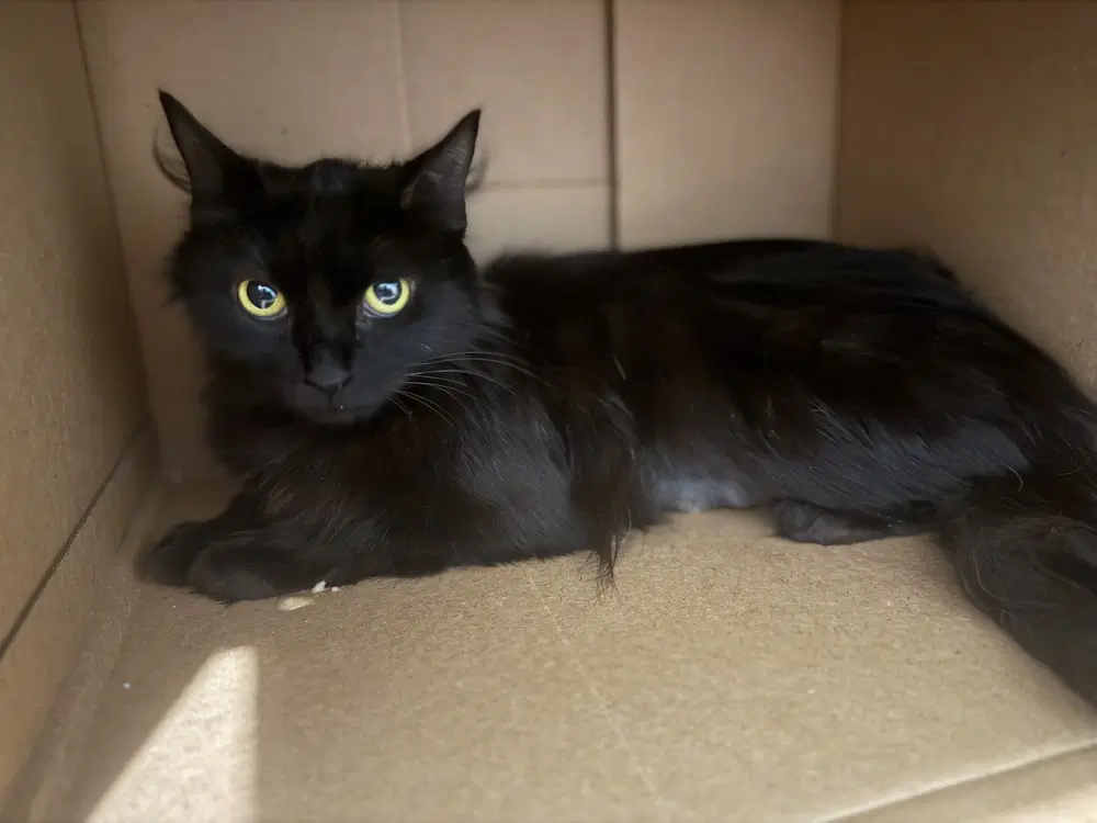 Sierra Mist - Domestic Long Hair