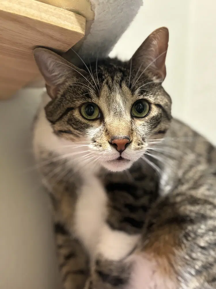 Bread  Butter Pickles - Domestic Short Hair