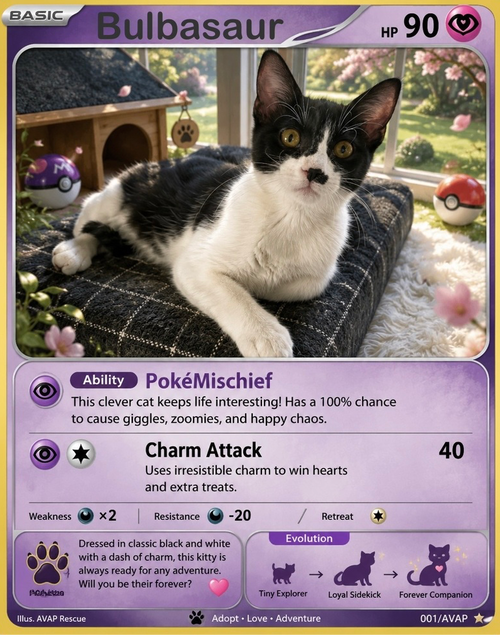 Bulbasaur, a cat for adoption from A Voice for All Paws, Inc.