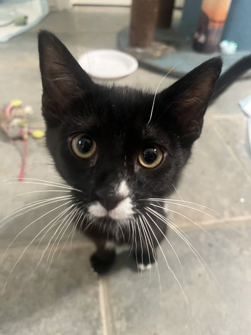 Haaland, a cat for adoption from A Voice for All Paws, Inc.