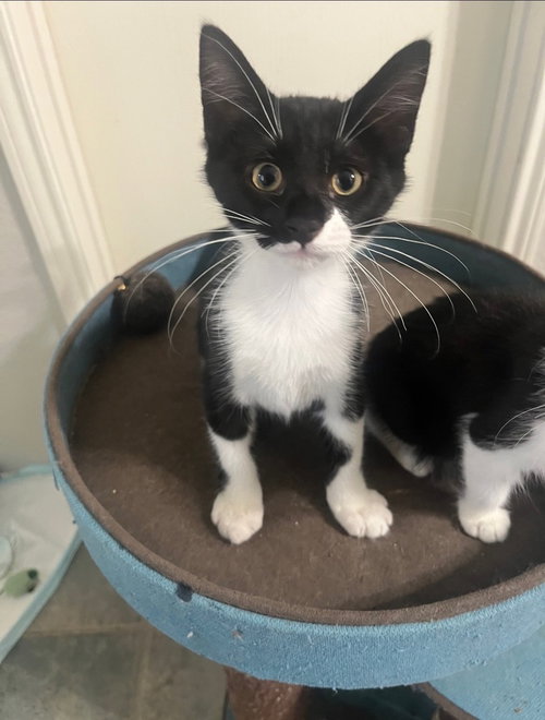 Bellingham, a cat for adoption from A Voice for All Paws, Inc.