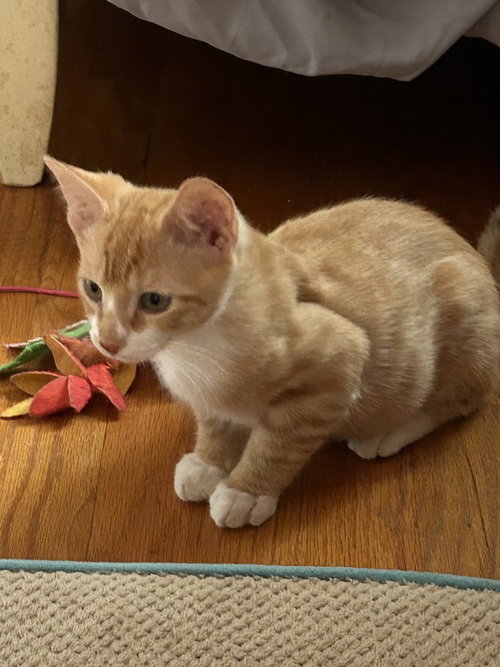Albatross, a cat for adoption from A Voice for All Paws, Inc.