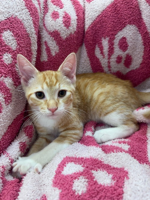 Clutch, a cat for adoption from A Voice for All Paws, Inc.