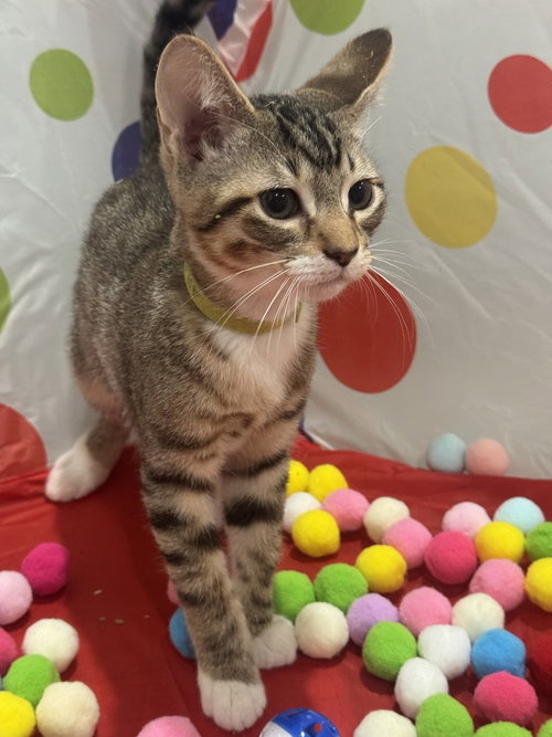Maple, a cat for adoption from A Voice for All Paws, Inc.