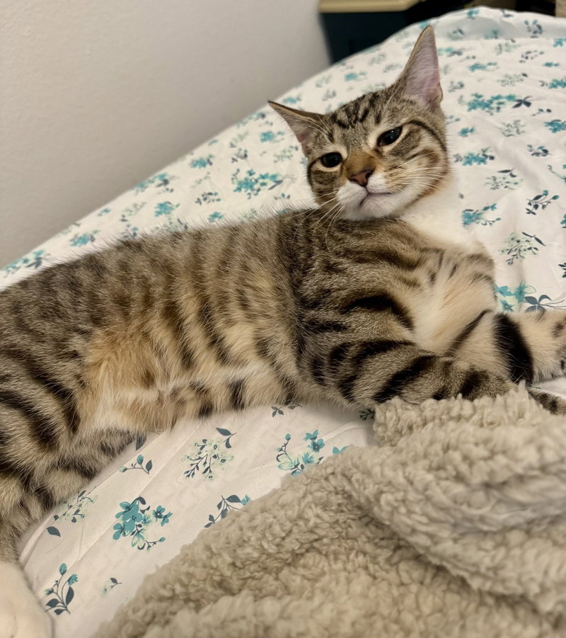 Maple, photo 4