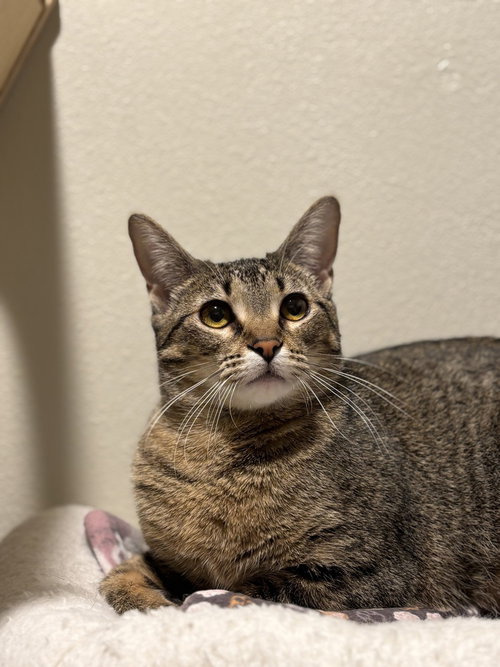 Fiddlestick, a cat for adoption from A Voice for All Paws, Inc.