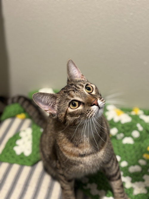 Rapsody, a cat for adoption from A Voice for All Paws, Inc.