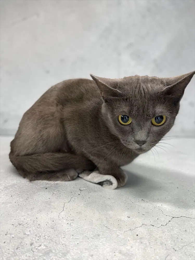 Tiara - Russian Blue