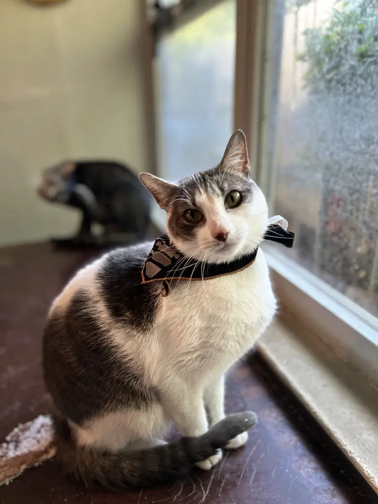 Beary - Domestic Short Hair