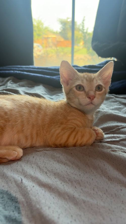 Harvey, a cat for adoption from A Voice for All Paws, Inc.