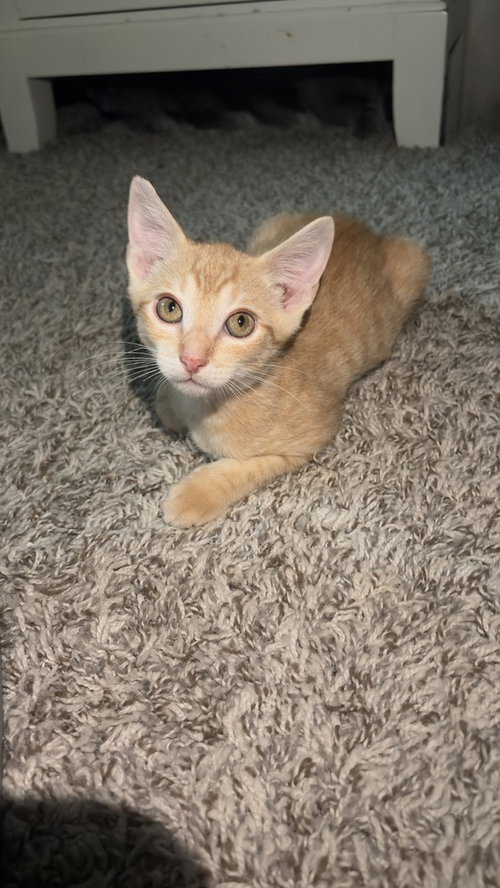 Photo 2 of Harvey